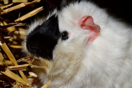 Rodent cute pet