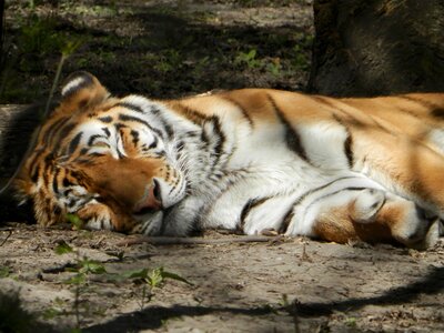 Siberian tiger tiger zoo photo