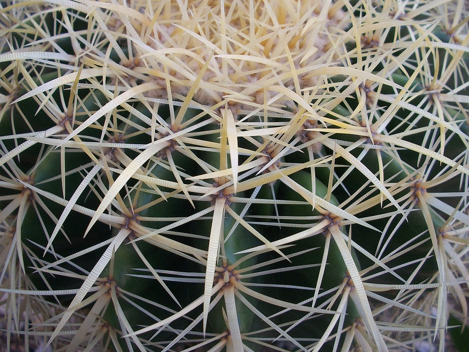 Prickly spiked ornamental