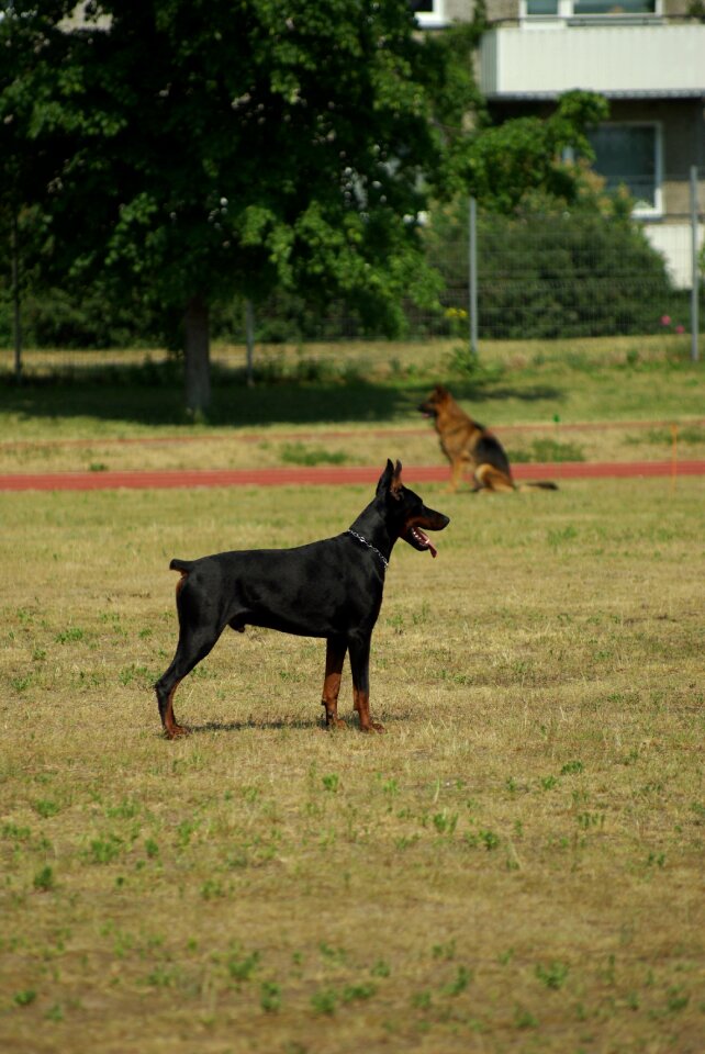 Animal competition