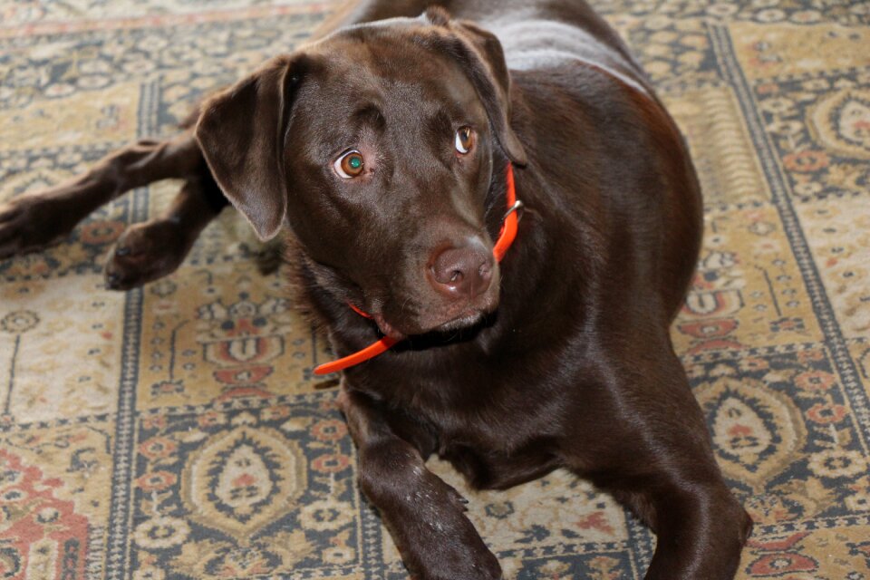 Inside orange collar surprise