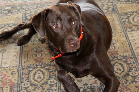 Inside orange collar surprise