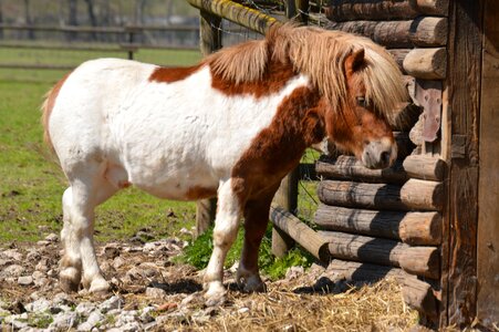 Fur sweet wildpark poing
