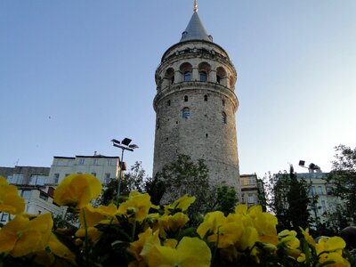 Istanbul tulips