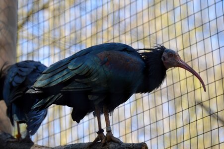 Animal plumage wildpark poing