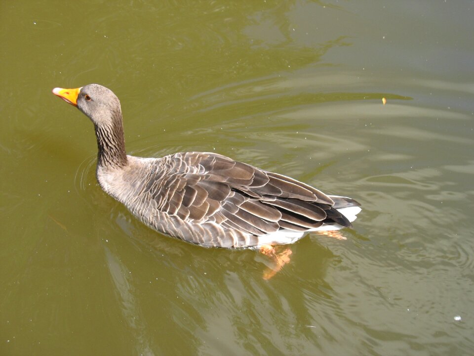 Pond zoo park