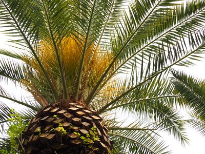 Wood plant palmae