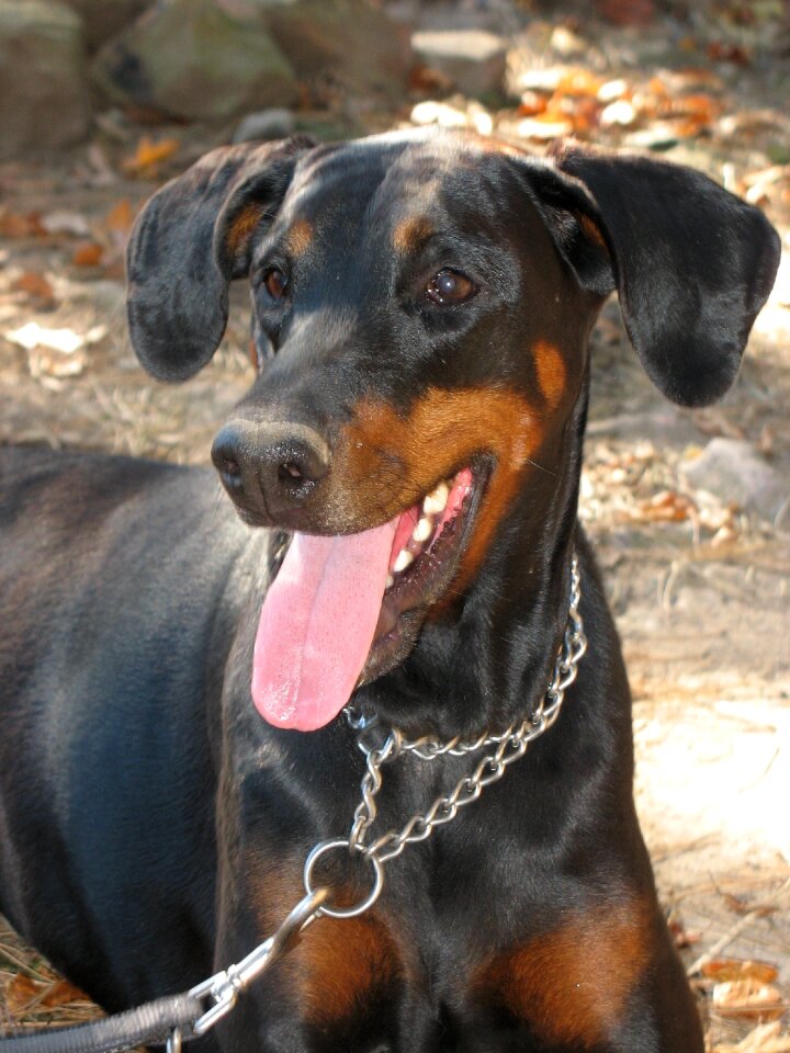 Doberman dog leash to dog is