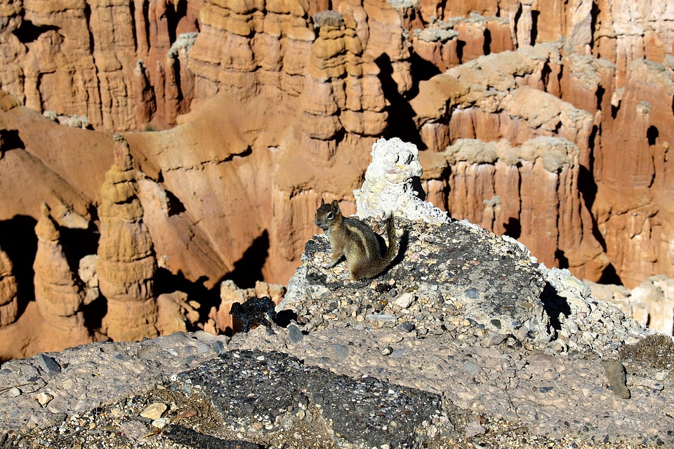 Nature squirrel wildlife
