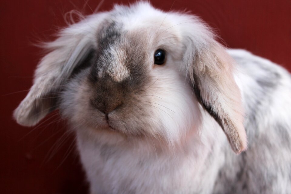 Bunny white silver