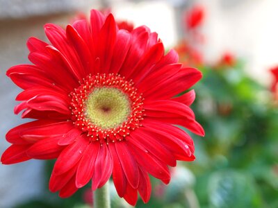 Gerber daisy nature