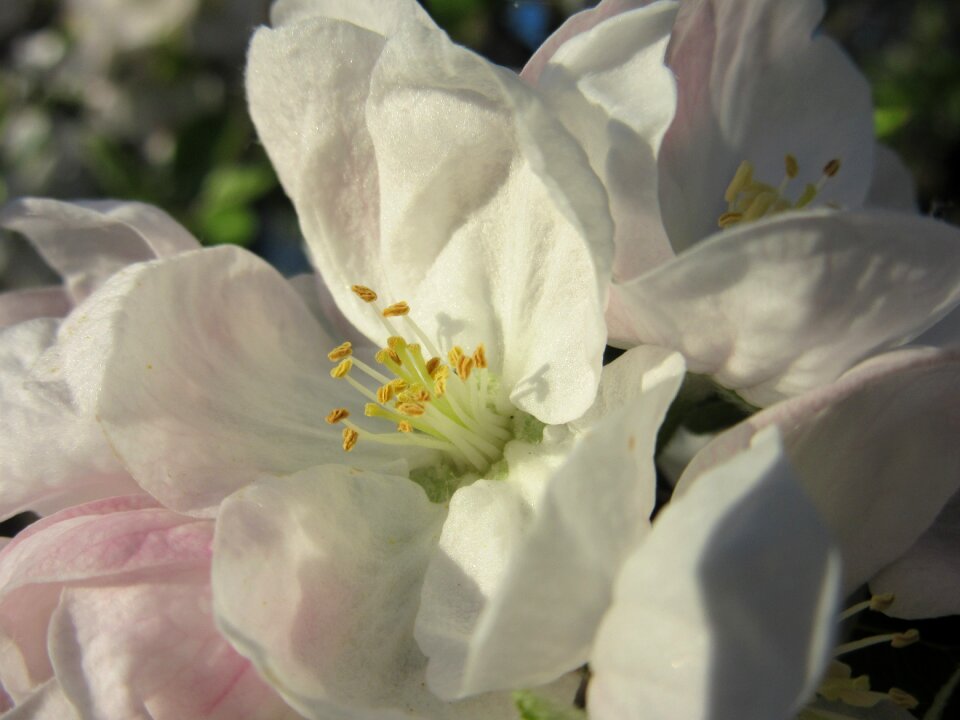 White bloom petals