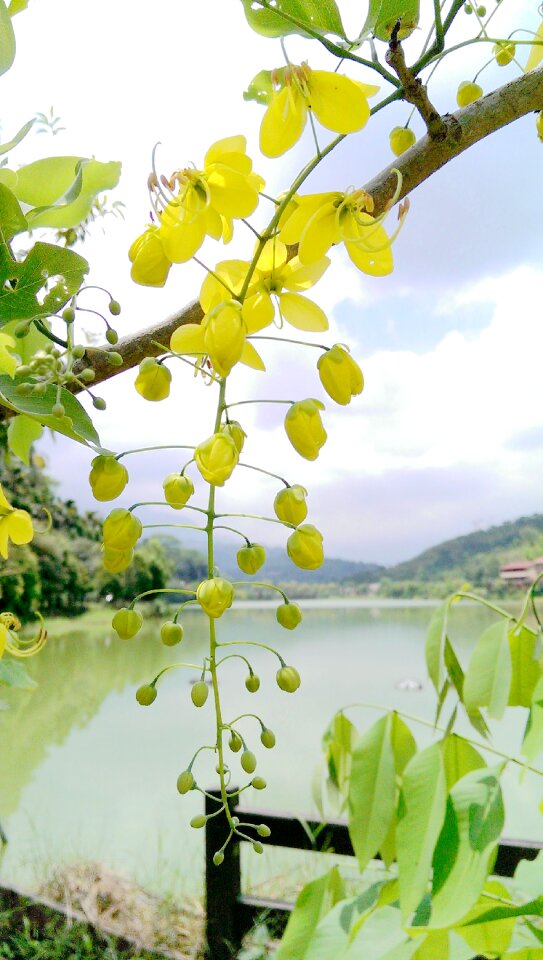 Cassia fistula sausage tree hematoxylin branch