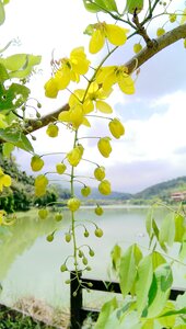 Cassia fistula sausage tree hematoxylin branch