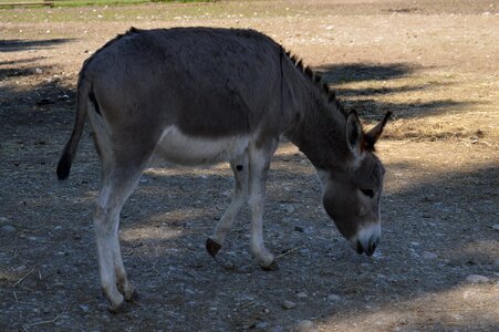 Animal world grey wildpark poing