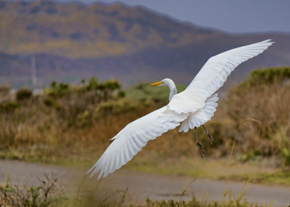 White heron egret photo