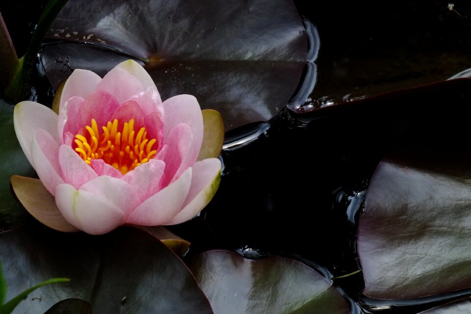 Flower pink water lily aquatic plant
