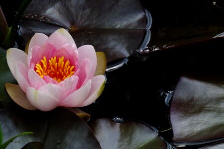 Flower pink water lily aquatic plant photo