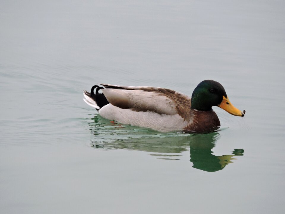 Animal bird beak photo