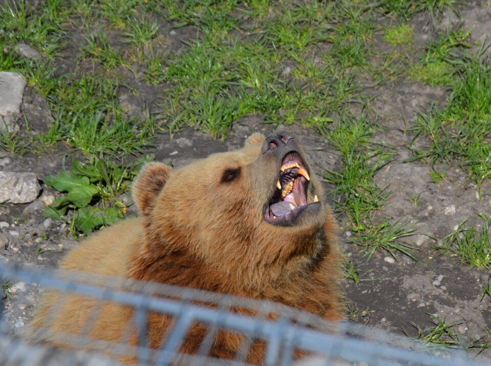 Yawn fur animal world
