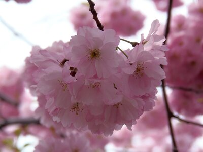 Blossom spring nature photo