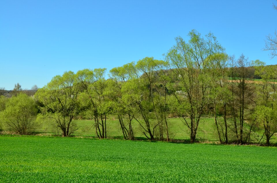 Landscape spring field