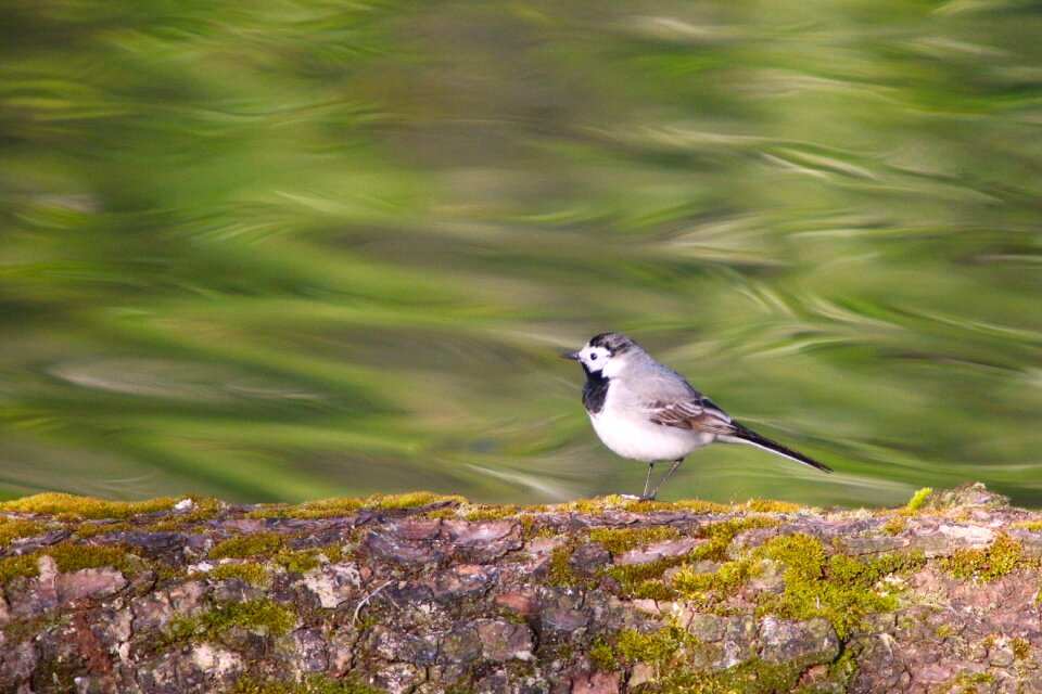 Animals bird singer
