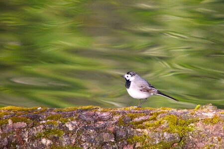 Animals bird singer