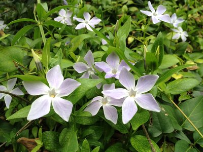 Peace spring garden