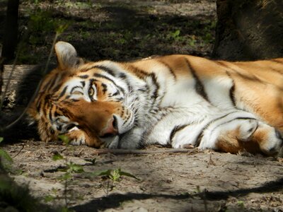 Siberian tiger tiger zoo