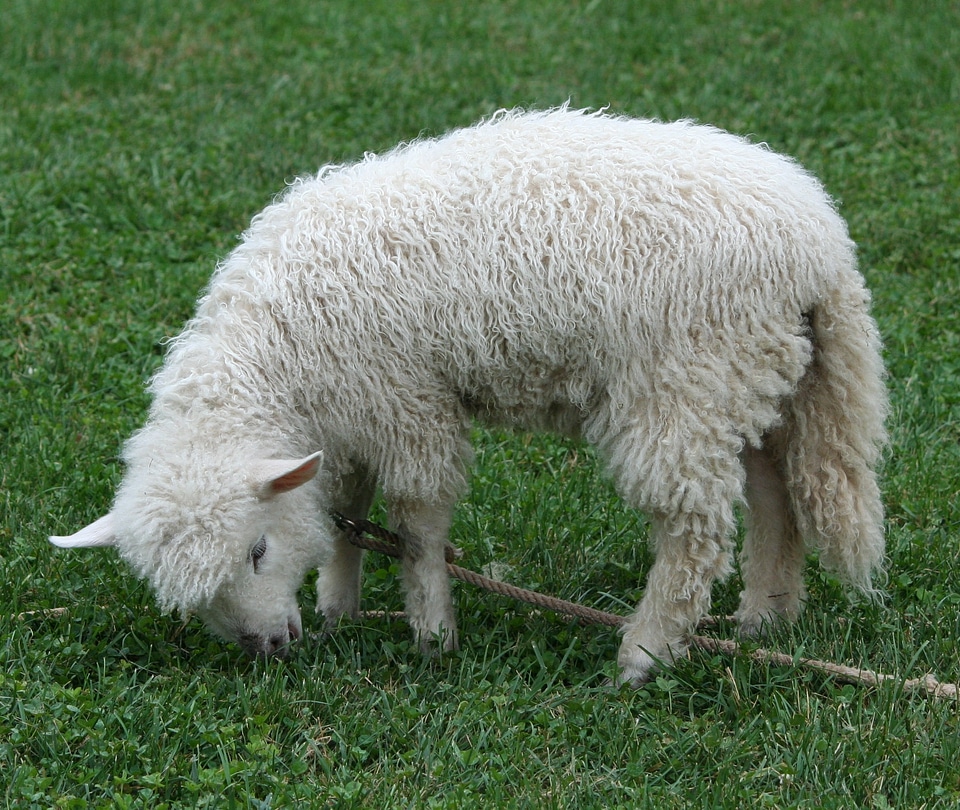 Wool fleece livestock