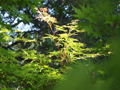 Nature garden leaf photo