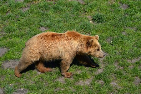 Animal world dangerous animal