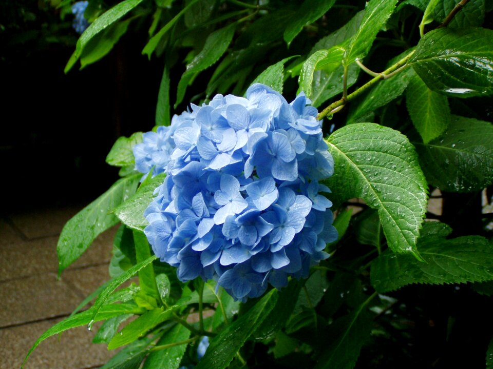 Flowers rainy season kamakura