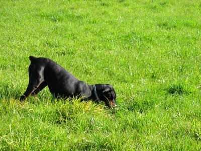 Meadow dog searches dog digs