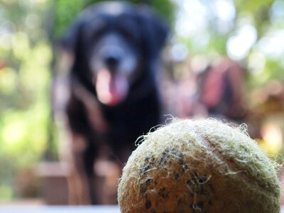 Canine play toy photo