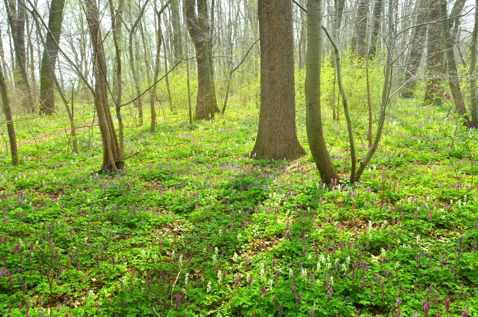 Grass flowers trees