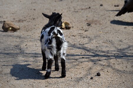 Young cute nature