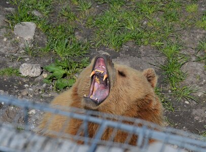 Yawn fur animal world