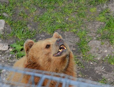Yawn fur animal world