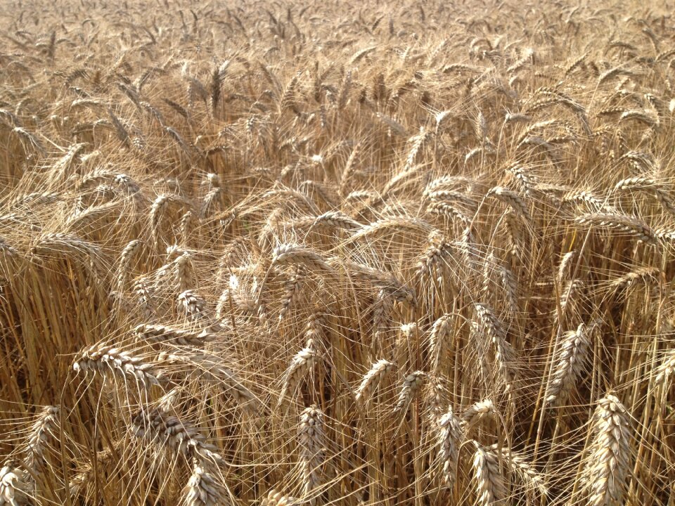 Fields wheat cereals