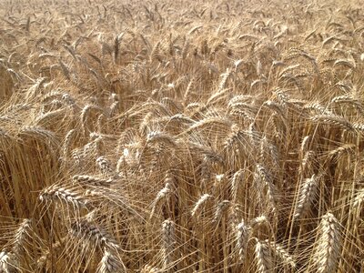 Fields wheat cereals photo