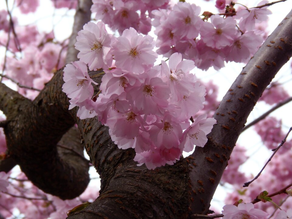 Blossom spring nature