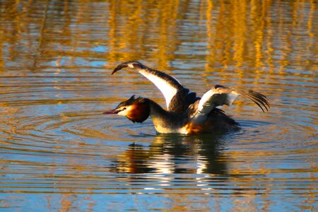 Great crested grebe wing stretch photo