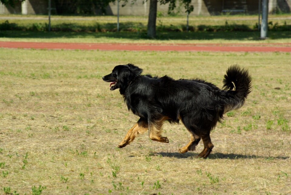 Competition obedience running