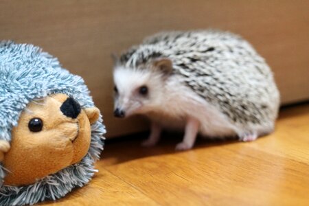 Doll toy animal