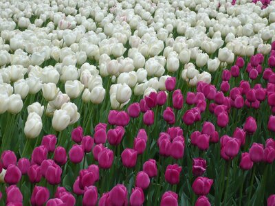 Tulips plants nature