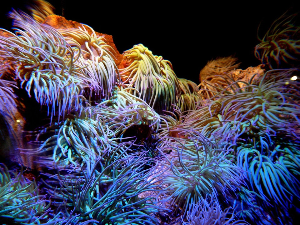 Nature underwater marine