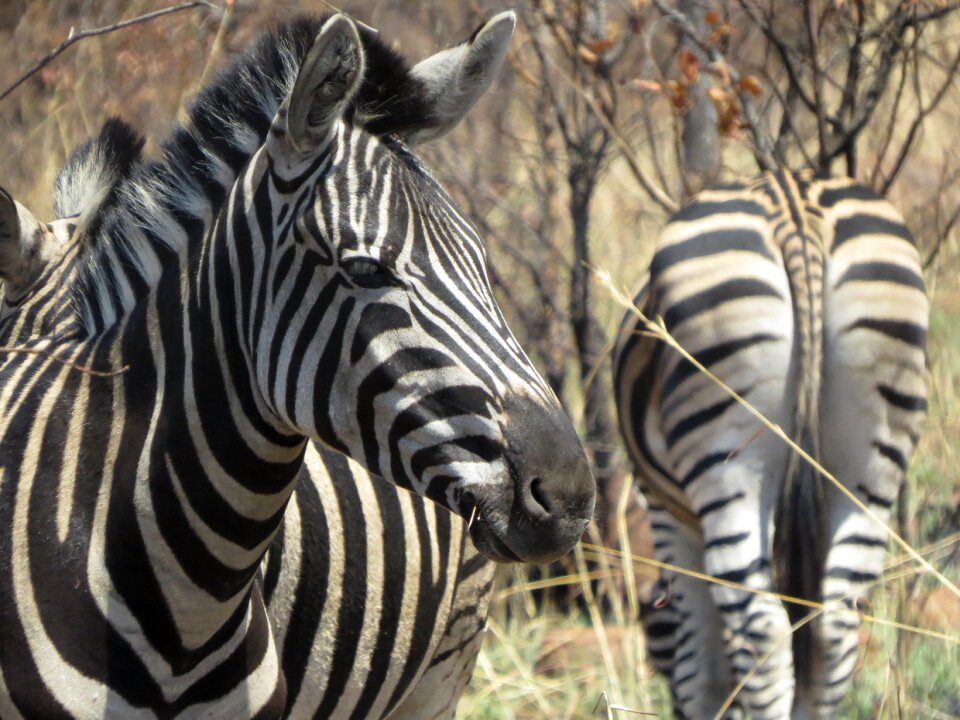 Animal africa zebra