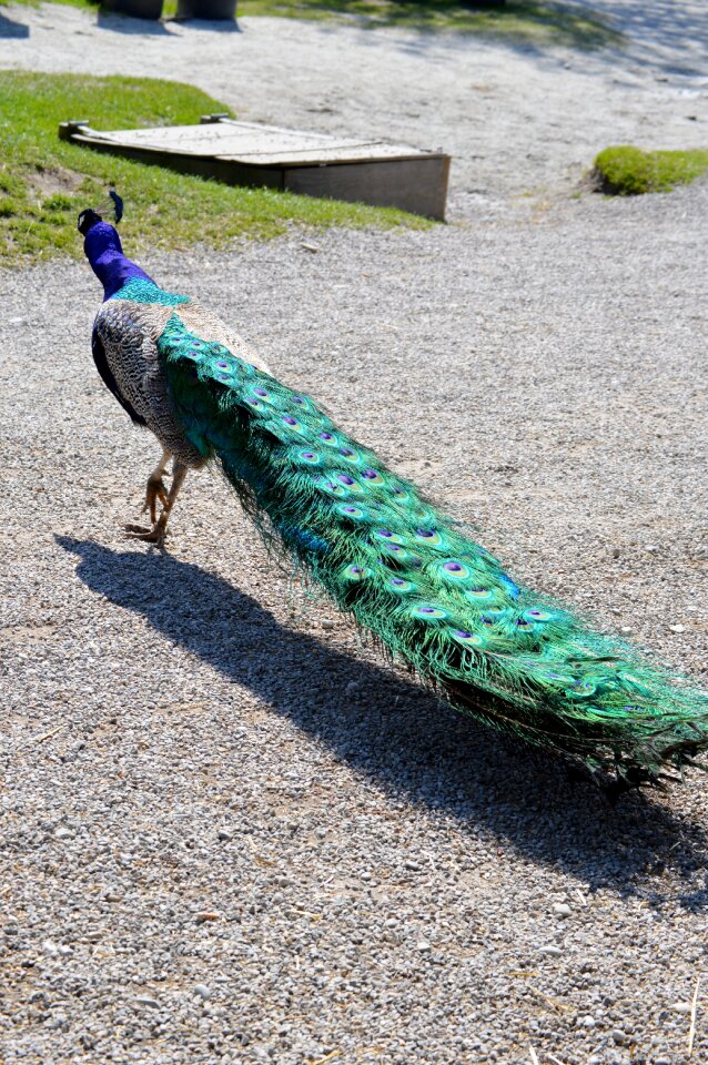 Peacock feathers colorful animal photo